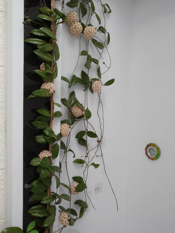 １５種既漂亮又好打理的花