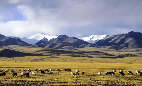 可可西里為何不允許隨意進入？帶你深度瞭解這一“人類禁區”