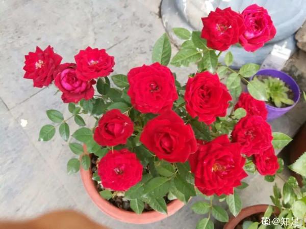 花市“一次性”的盆栽，開完花就死，未免太可惜