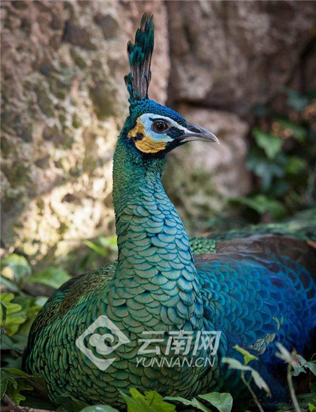 COP15丨讓更多綠孔雀翱翔於碧水丹山