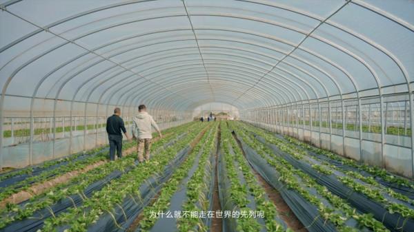 高山下的白草莓，一個海歸新農人的鄉村振興夢