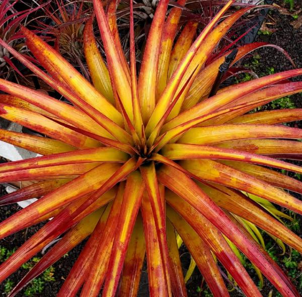 空氣鳳梨欣賞 | 一篇圖文讓你愛上柔婷和羅蘭