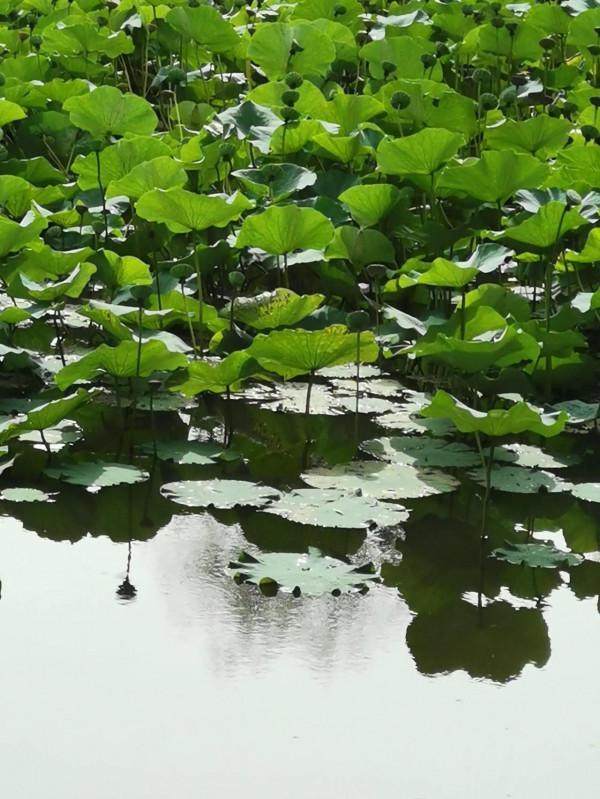 荷塘秋色,魚翔淺底 荷塘秋色,魚翔淺底