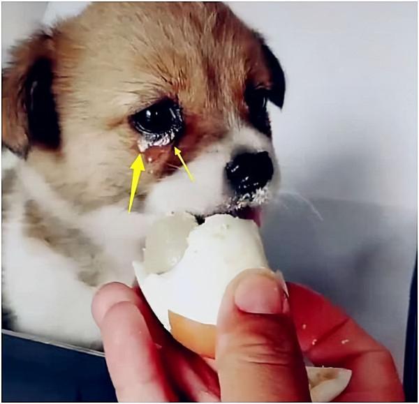 流浪狗幼崽被好心人收養,在第一次餵食雞蛋的時候,它流淚了 流浪狗幼崽被好心人收養,在第一次餵食雞蛋的時候,它流淚了