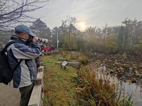 “稀客”駕到！野生白天鵝做客中山公園