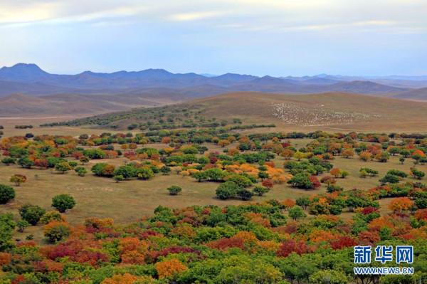 金秋十月“楓”景如畫 金秋十月“楓”景如畫