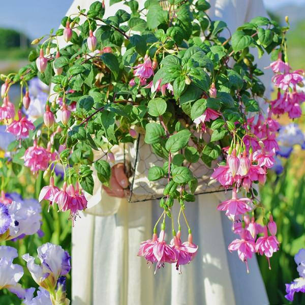 今年最流行的18種花,掛起來養,好看好養還不佔地方 今年最流行的18種花,掛起來養,好看好養還不佔地方