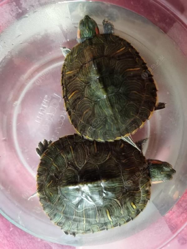 大寨河。。。。。。