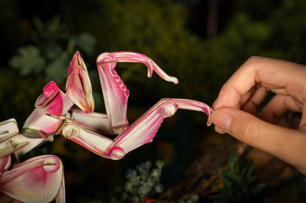 7歲孩子立志要研究"昆蟲",家長怎樣引導? 7歲孩子立志要研究"昆蟲",家長怎樣引導?