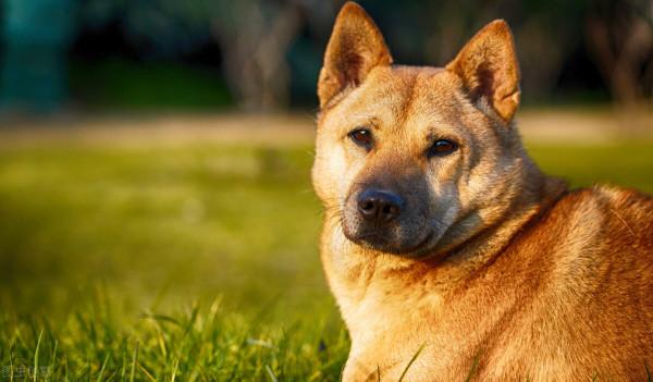 養田園犬之痛