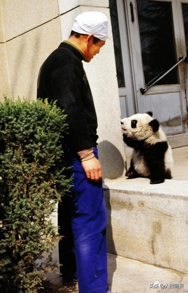 太可愛了吧！《人民畫報》裡的大熊貓檔案