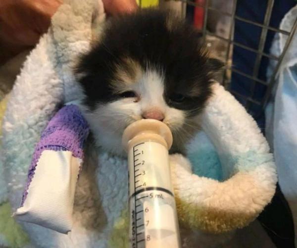 小貓在花圃中“哭泣”,大叔看它可憐出手,三個月後,才知撿到寶 小貓在花圃中“哭泣”,大叔看它可憐出手,三個月後,才知撿到寶