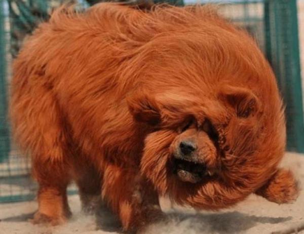 這種藏獒是世界上最貴的狗！來看看它是什麼樣子的