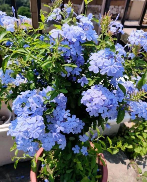 天冷後,9種花要“少水、斷糧”,不然難過冬 天冷後,9種花要“少水、斷糧”,不然難過冬