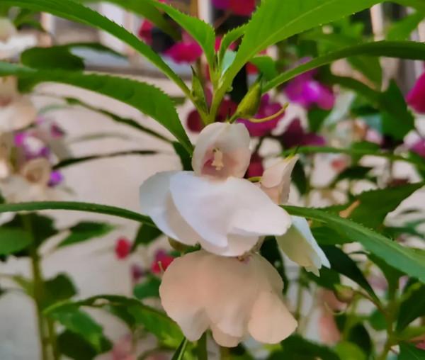 這4種花不易生病好養活，開花就爆盆，園藝新人小白入手不吃虧