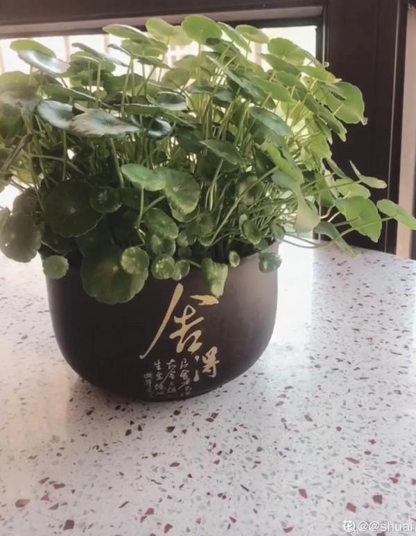 10種“垃圾”不要丟,拿來養花效果好,還能省下一筆錢 10種“垃圾”不要丟,拿來養花效果好,還能省下一筆錢