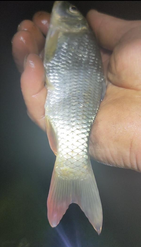 「十週年」深秋夜釣餌料使用要講究