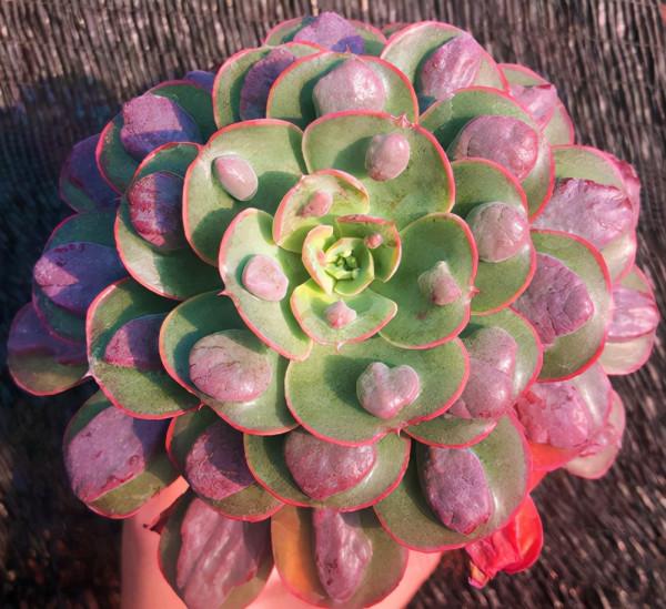 多肉品種：小雪衣、小球玫瑰、狂野男爵、墨西哥雪球、卡爾夕科拉