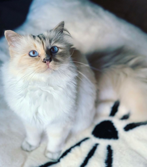 “老佛爺”卡爾·拉格斐：死前把21億遺產留給寵物貓，如今怎樣了