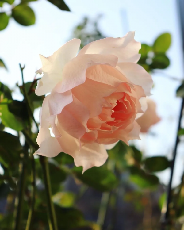 庭院越冬指南 庭院越冬指南