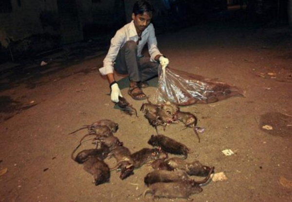 這就是印度捕鼠人一家的午飯，6只老鼠，烤焦了沾咖哩又香又脆