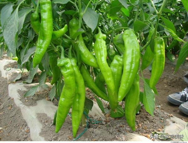 中國哪的辣味最好吃？5個公認能吃辣的省份，各有什麼獨到之處？