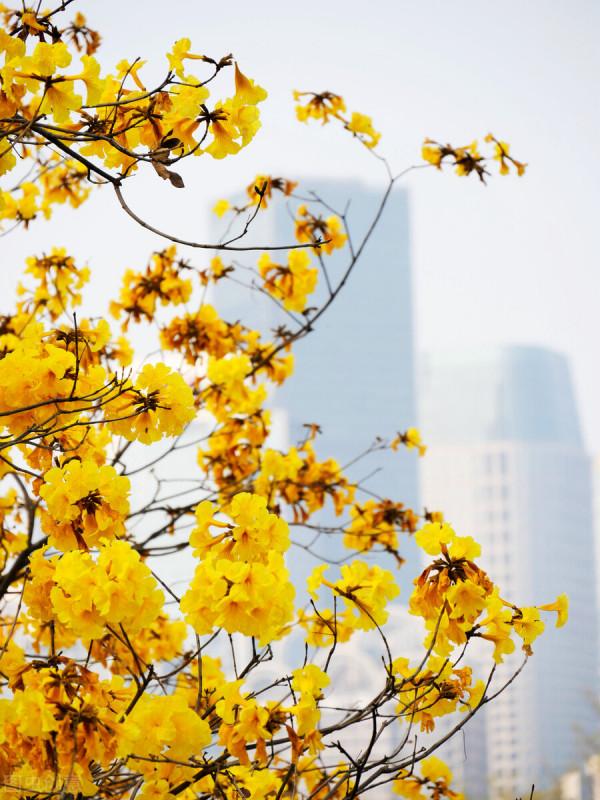 又到了每年風鈴木開花的時候