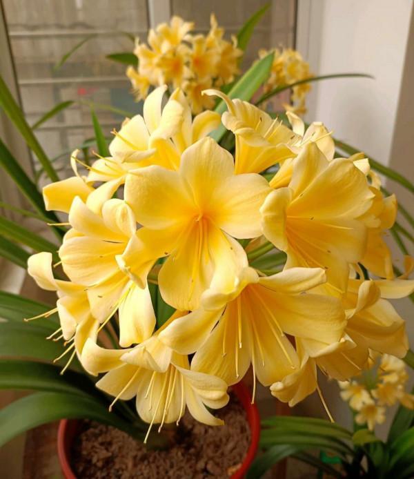 天氣冷氣溫低,這9種花要“幹養”,少澆水才不易受凍和爛根 天氣冷氣溫低,這9種花要“幹養”,少澆水才不易受凍和爛根