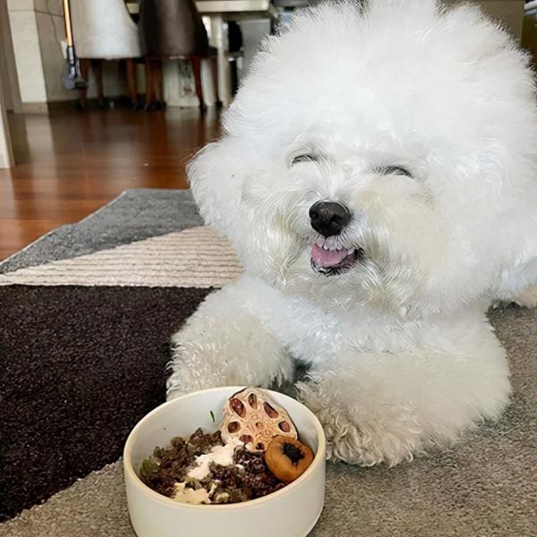 狗子在吃東西，看到主人靠近就變得很兇，但其實它都是裝的