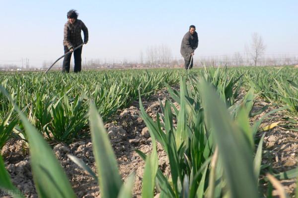 為什麼說“麥在種,秋在管”、“麥收胎裡富,種好是基礎”? 為什麼說“麥在種,秋在管”、“麥收胎裡富,種好是基礎”?