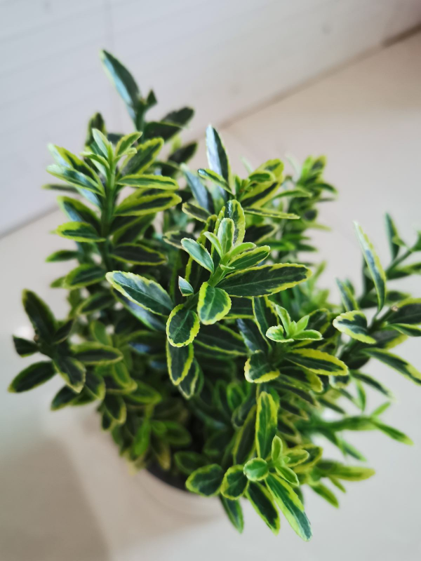 4種富貴花，陽臺養一盆好養又聚財，秋天正合適