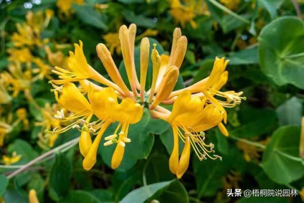 寶寶誤食家中花卉中毒，這12種美麗綠植，有小孩的家庭要遠離