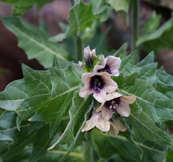越漂亮的花越“有毒”！快來認識這12種大毒花，漲“知識”不吃虧