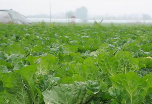 開始降溫了，白菜結球后期，用對4個小措施，預防葉片凍害