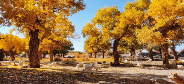 這是我今年的旅行計劃，想抄作業的一起來