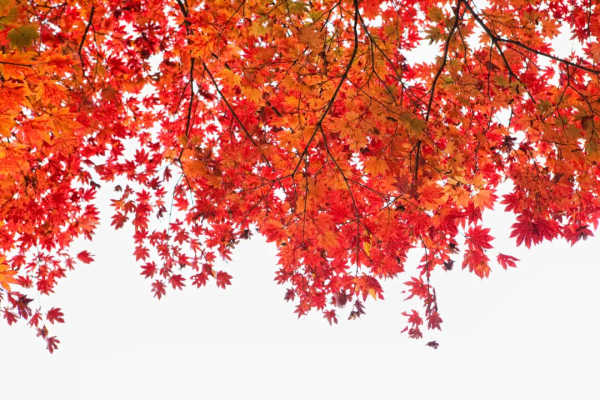 美好的10首秋天詩詞,陌上清秋處,歲月宜靜美 美好的10首秋天詩詞,陌上清秋處,歲月宜靜美