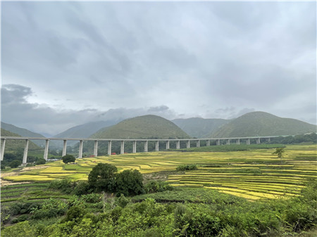 像種韭菜一樣種水稻!雲南多年生稻實現“一種多收” 像種韭菜一樣種水稻!雲南多年生稻實現“一種多收”
