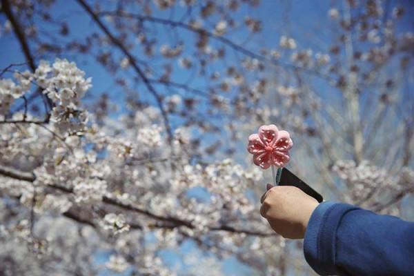 新聞8點見丨清明尋春正當時，京城最全賞花攻略來了