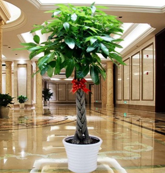 客廳見樹，家業穩固！適合客廳養的五種樹，大氣美觀，幸福感倍增