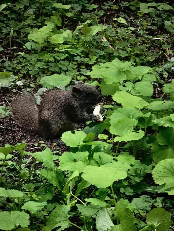 天壇公園的小松鼠 天壇公園的小松鼠