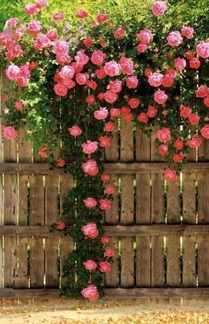 散文:中年回首,人生不過如此 散文:中年回首,人生不過如此