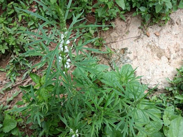農村常見又好吃的野菜，它們既是菜，也是藥，藥食兩用價值高