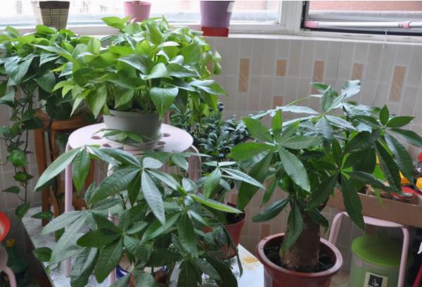 11、12月，7種花要“少水、斷糧”，不然熬不過冬