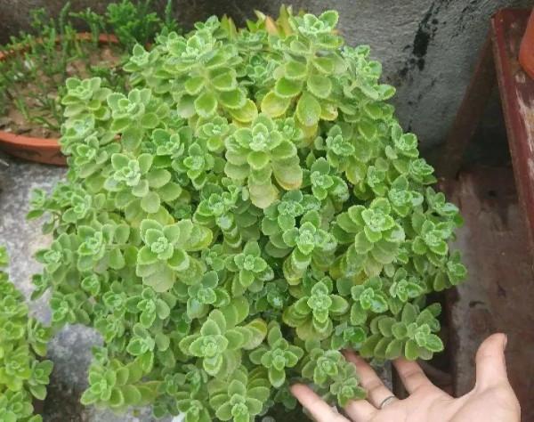 屋裡養盆“香水花”,活脫脫的“活香水”,滿屋香味還特別耐寒 屋裡養盆“香水花”,活脫脫的“活香水”,滿屋香味還特別耐寒