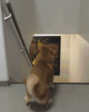 這絕對是你養狗最暖心的瞬間