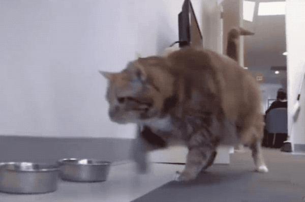 40斤肥貓用3年瘦成動物界“模特”,全網震驚:我還不如貓勵志 40斤肥貓用3年瘦成動物界“模特”,全網震驚:我還不如貓勵志