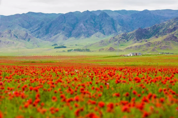 2021年，新疆非去不可，新疆怎麼玩，看完這一篇就夠了