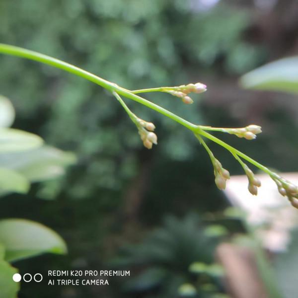 花盆土人參 花盆土人參