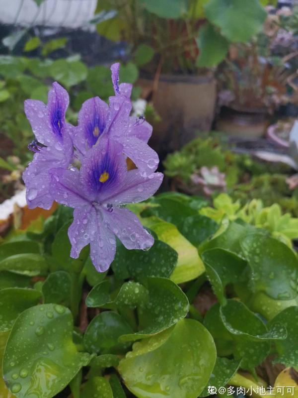 南方氾濫的花,北方人“愛不釋手”,太“拉仇恨”了 南方氾濫的花,北方人“愛不釋手”,太“拉仇恨”了