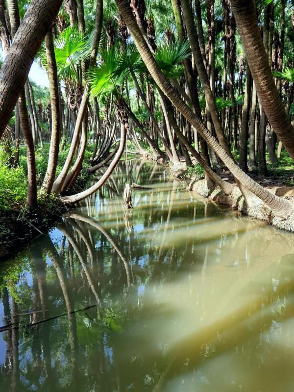 葵林風光好,流連不知返 葵林風光好,流連不知返